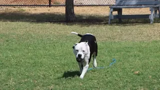 Tailwaggers: Meet Falcon