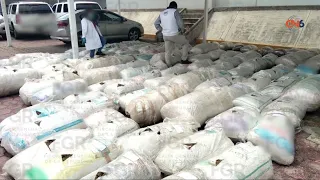 FGR incinera casi dos toneladas de narcóticos y destruye tres vehículos en Guerrero