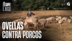 Ovellas contra porcos | O CAMPO É NOSO