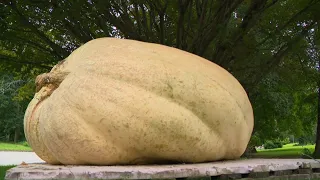 The pumpkin that'll be dropped at the Durham Fair