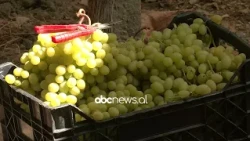 “La inxhinierinë për tokën”, historia e Enos dhe fermerëve të rinj: Pse zgjodhëm bujqësinë