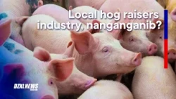SINAG, hiniling kay PBBM ang agarang aksyon sa pagkalugi ng mga hog raiser