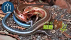 【大自然逐樣解4 - 大自然5分鐘】第4集《蜥》