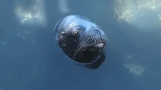 Experts question sea lion control due to lack of scientific data