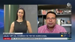 Mercado do Leite Virtual Auction offers pregnant, inseminated, and open Girolando heifers on Agro...