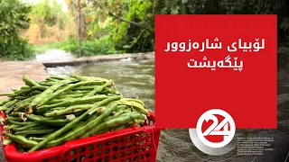 لۆبیای شارەزوور پێگەیشت