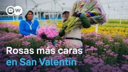 ? Los aranceles de Trump encarecen las flores en EE. UU.