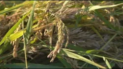 Қызылорда облысында күріш егу алқабы қысқарады