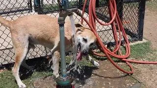 Tailwaggers: Meet Banjo