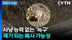 흙 파고 동물원에서 탈출한 '늑구'...사냥 능력 없어 폐사 가능성 [지금이뉴스] / YTN