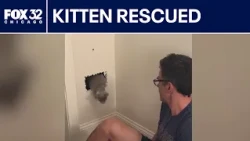 Illinois doctor uses lung camera to rescue kitten trapped in wall