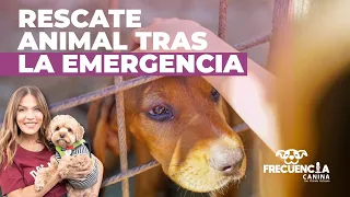 Animal Rescue After the Emergency | Frecuencia Canina