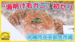 「待ちに待った」オホーツク“海明け毛ガニ”初セリ 最高値去年の半分以下1kg11390円 札幌市中央卸売市場 「待ちに待った」オホーツク“海明け毛ガニ”初セリ 最高値去年の半分以下1kg11390円 札幌市中央卸売市場