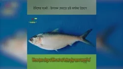 ইলিশের সংকট : উৎপাদন ফেরাতে চাই কার্যকর উদ্যোগ