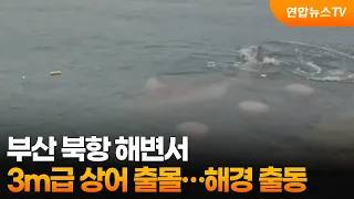 부산 북항 해변서 3m급 상어 출몰…해경 출동 / 연합뉴스TV (YonhapnewsTV)