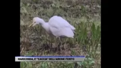 MARICONDA, CACCIA ALL’AIRONE FERITO - SERVIZIO TG DEL 06/01/2025