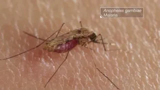 Уште една, 5-та жртва од Западен Нил во Македонија, вирусот драматично се шири низ Европа