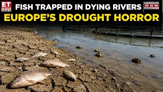 30°C Water, Dying Fish! Europe’s Rivers & Fish Farms Hit By Severe Drought | World News | ET Now