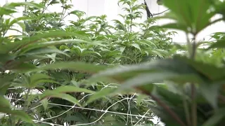 State regulators tour Macon medical cannabis facility