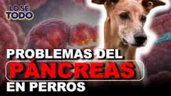 Why does your dog eat a lot but keep losing weight? | Lo Sé Todo