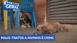 Maus tratos a animais é crime e pode dar até 5 anos de prisão