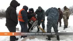 Аэрация водоёмов: как рыба переживает зиму