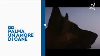 "Palma, a Dog's Love" - Tonight, June 27th in primetime on TV2000