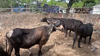 Cattle Prices
