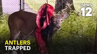 A deer with a pole stuck in his antlers has a town desperately worried