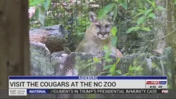 Visit the cougars at the North Carolina Zoo