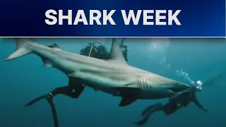 Shark Week host reveals giant basking sharks spotted just off Massachusetts coast