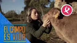 Marifé, una vaquera fuerte, sensible y divertida que se une a El Campo Es Vida | El campo es vida