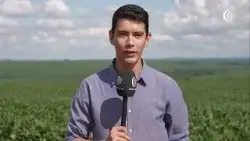 Plantio tardio de soja avança no Rio Grande do Sul