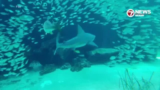 Man Airlifted to Miami After Suffering Arterial Shark Bite Near Boca Grande Key