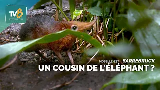 Saarbrücken Zoo: Meet Marcel, the Peters's elephant shrew