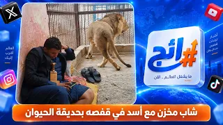 شاب مخزن مع أسد في قفصه بحديقة الحيوان