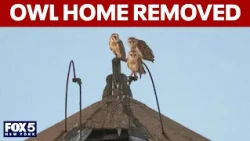Barn owls could be removed from UWS home