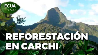 Ecuaterra🌱 Carchi: Ecological restoration project underway at the foothills of Cerro Golondrinas ...