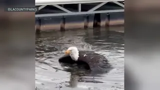 One of the well-known bald eagles in California recovering after being injured
