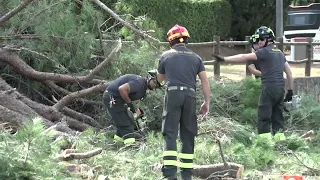 Grosso ramo di un pino marittimo cade sulla Sr69 a Pratantico. "Poteva essere una tragedia"