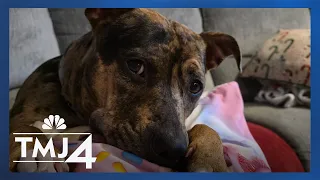 Wisconsin family's dog dies after being shot by pellet gun