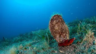 Потеплевшие моря Европы манят туристов, но это плохо для экосистем – исследование
