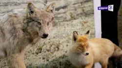 "Давай съездим": Лянторский хантыйский этнографический музей