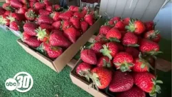 Жара в долине ускоряет рост сельскохозяйственных культур, растут опасения по поводу зимних овощей.