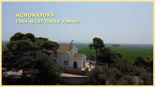 🌾🚨 Crisi insostenible per al sector de l'arròs valencià.