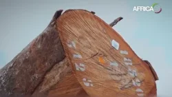 Gabon : création annoncée d’une centrale numérique pour la traçabilité du bois