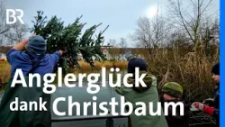 Für mehr Fischnachwuchs: Christbäume als Laichhilfe | Anglerverein | Schwaben + Altbayern | BR
