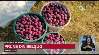 Bountiful plum harvest this year in the orchards of Valea Almăjului #RegionalNews @TVRTM