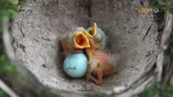 Az egyik legszebb hangú madarunk, az énekes rigó lett az Év madara 2026-ban