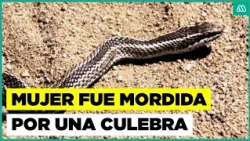 How dangerous is the long-tailed snake in Chile?: Woman bitten sparks alarm